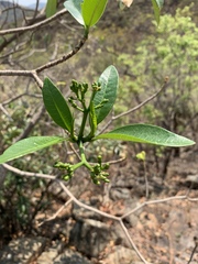 Tabernaemontana elegans