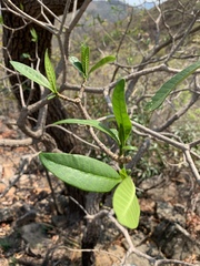 Tabernaemontana elegans