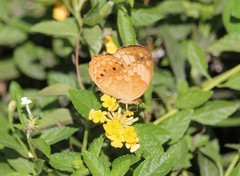 Cupha erymanthis lotis