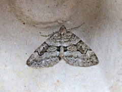 Thera contractata