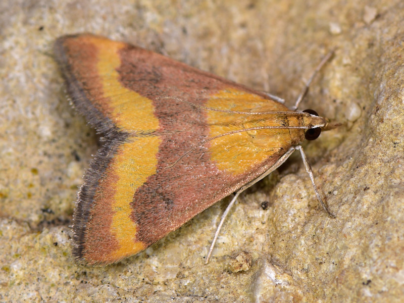 Pyrausta castalis