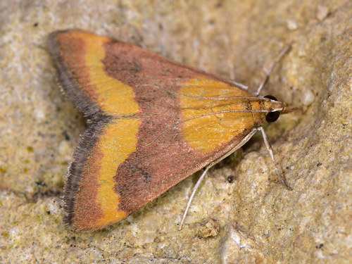 Pyrausta castalis Treitschke