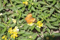 Cupha erymanthis lotis