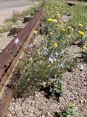 Ipomopsis longiflora australis