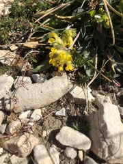 Anthyllis vulneraria alpestris