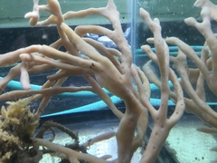 Halichondria bowerbanki