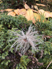 Pulsatilla