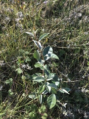 Elaeagnus × ebbingei