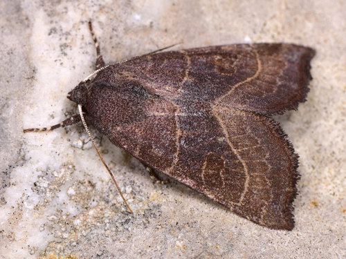 Atethmia ambusta