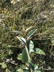 Elaeagnus × ebbingei