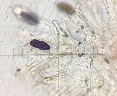 Saccobolus depauperatus