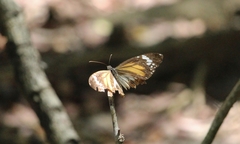 Danaus affinis fulgurata