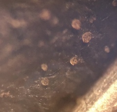 Saccobolus depauperatus