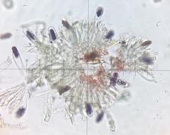 Saccobolus depauperatus