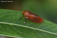 Eoscarta