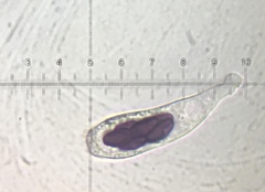 Saccobolus depauperatus