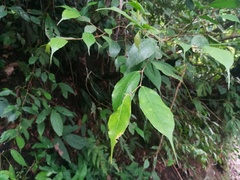 Ficus heteropleura