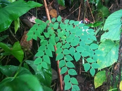 Aralia elata