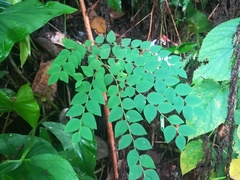 Aralia elata