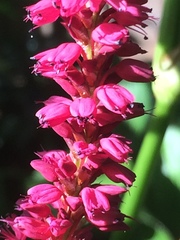 Persicaria
