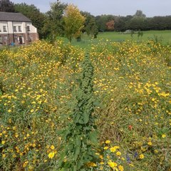 Chenopodium quinoa