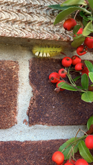 Calliteara pudibunda