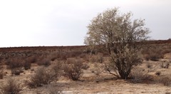 Vachellia haematoxylon