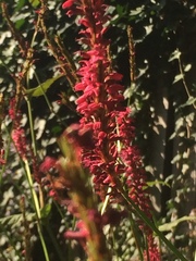 Persicaria