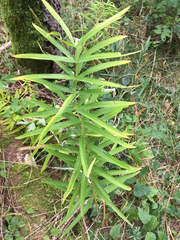 Polygonatum verticillatum