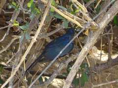 Lamprotornis caudatus