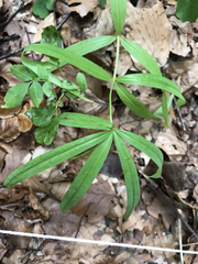 Polygonatum verticillatum