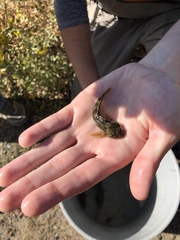 Cottus beldingii