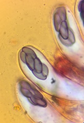 Saccobolus depauperatus
