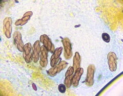 Saccobolus depauperatus