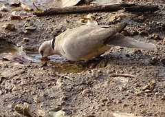 Streptopelia vinacea