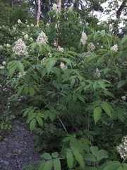 Sambucus racemosa