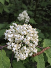 Sambucus racemosa