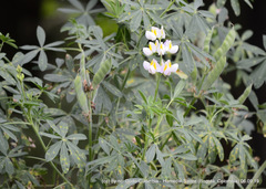 Lupinus mutabilis