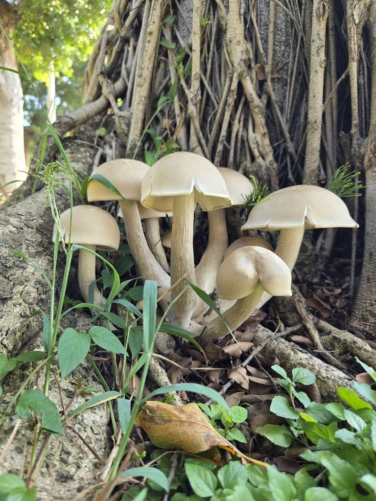 Macrocybe gigantea · June 2025 · photo: © jimmy_need_plant (iNaturalist, cc-by)