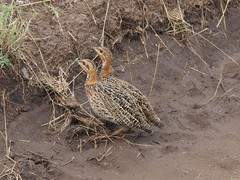 Scleroptila levaillantii
