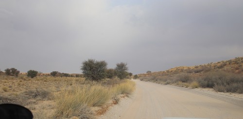 Image of Deverra aphylla by (c) Tony Rebelo, some rights reserved (CC BY-SA)