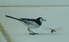 Motacilla alba
