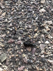 Carabina