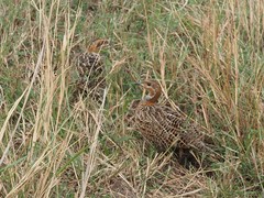 Scleroptila levaillantii