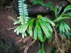 Selaginella intermedia