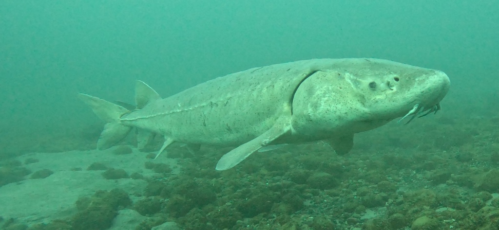 Lake Sturgeon