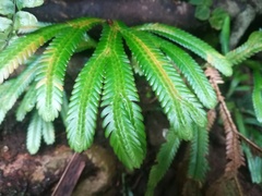 Selaginella intermedia