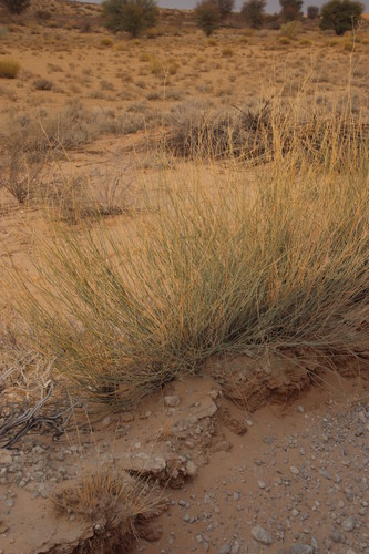 Image of Deverra aphylla by (c) Tony Rebelo, some rights reserved (CC BY-SA)