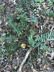 Polystichum acrostichoides