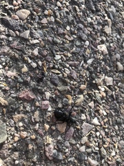 Carabina